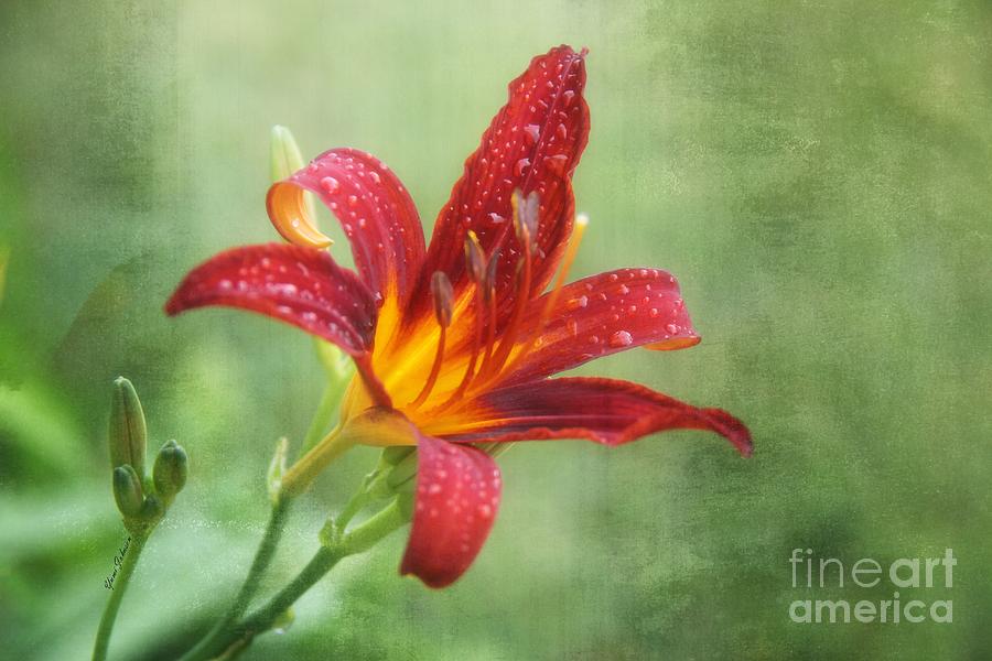 Day lily with raindrops Photograph by Yumi Johnson