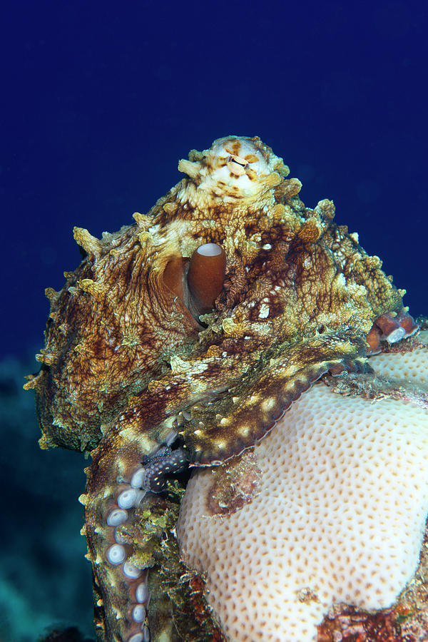 Day Octopus On A Reef Photograph by Louise Murray
