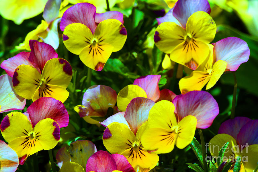 Flowers Still Life Photograph - Day of Pansies by Anne Marie Corbett