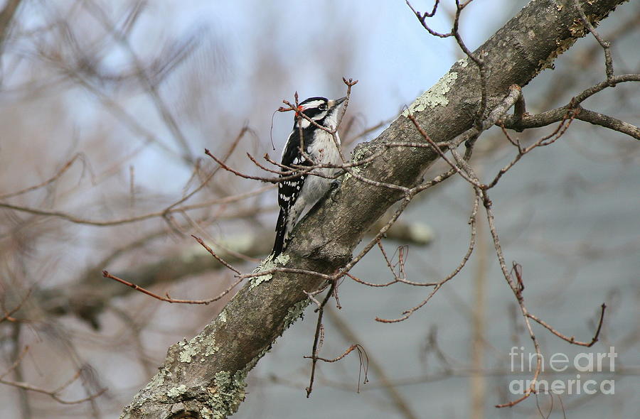 Woodpecker Photograph - Day of the Downy  by Neal Eslinger