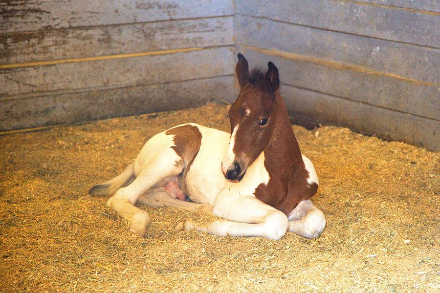 Day Old Colt Photograph by Gordon Elwell