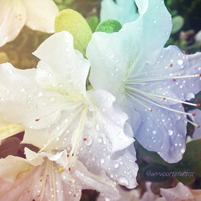 Flower Photograph - Daybreak White Azaleas by Anna Porter