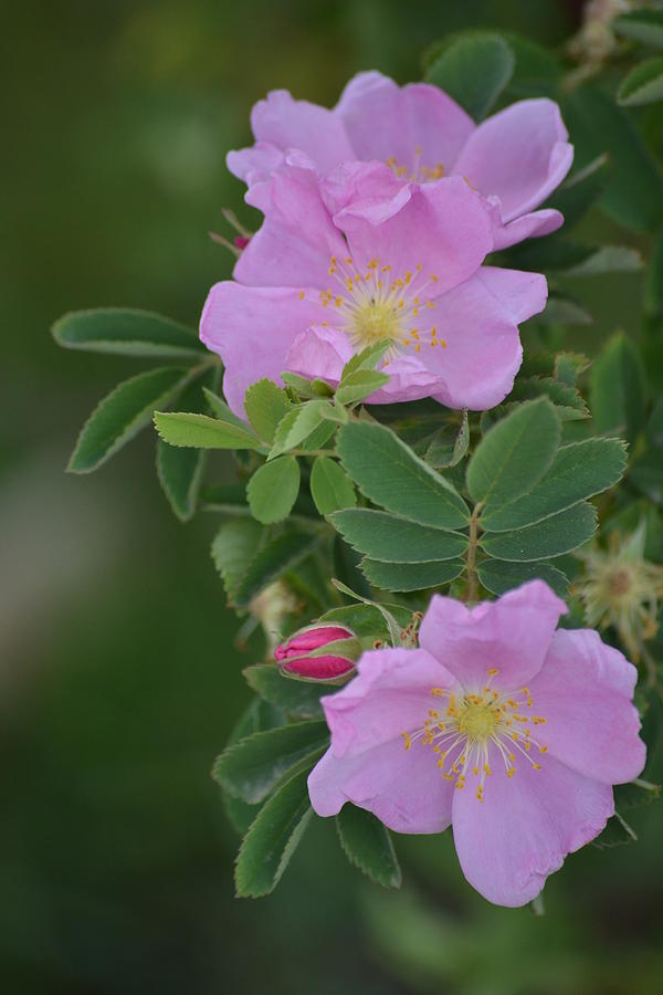daybreak cactus flower