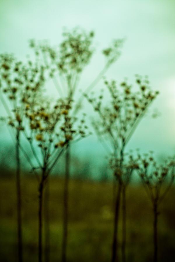 Nature Photograph - Daydream by Olivia StClaire
