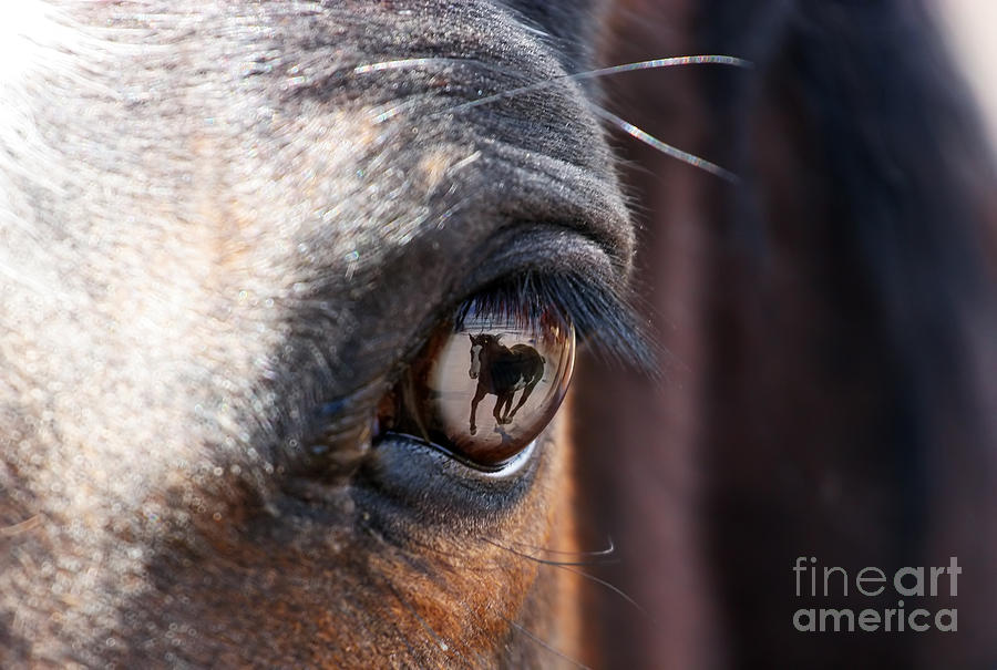 Horse Photograph - Daydream of a Horse by Lincoln Rogers
