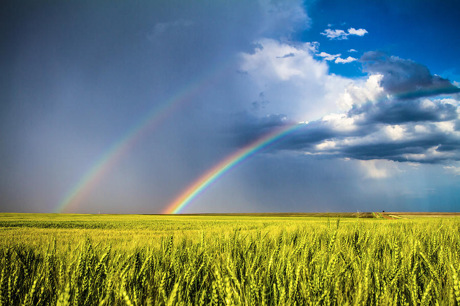 Nature Photograph - Daydream - Double Rainbow and Wheat Field in Kansas by Southern Plains Photography