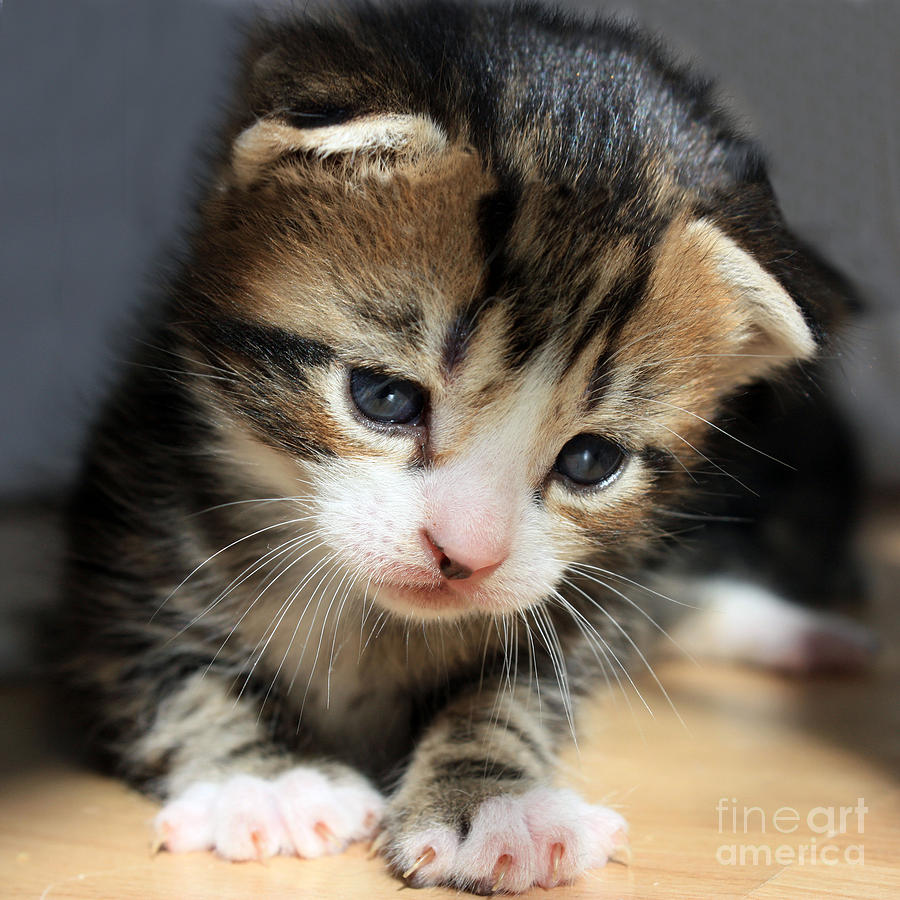 Daydreamer Kitten Photograph by Terri Waters
