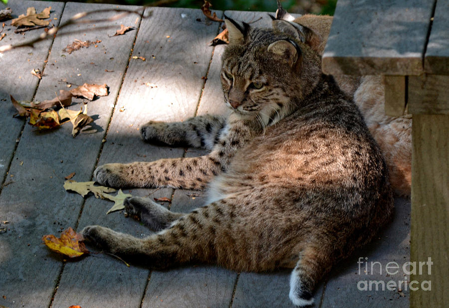 Wildlife Photograph - Daydreaming Bobcat by Eva Thomas