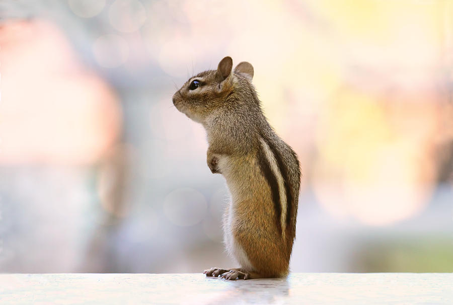 Daydreaming Chipmunk Photograph by Peggy Collins