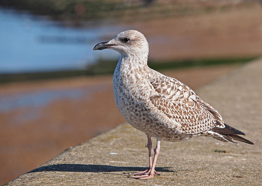 Seagull Photograph - Daydreaming by Gill Billington