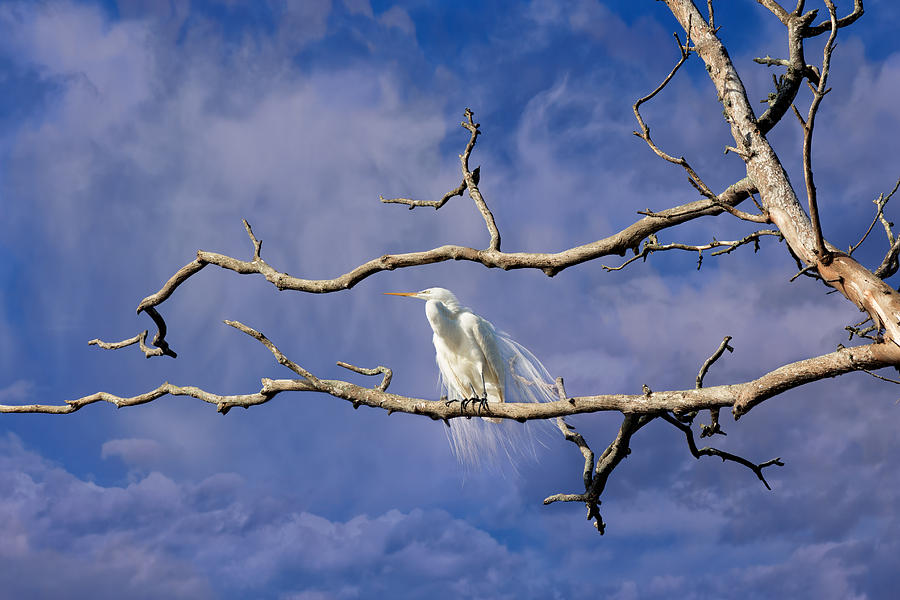 Daydreaming Heron Photograph by Kathleen Bishop