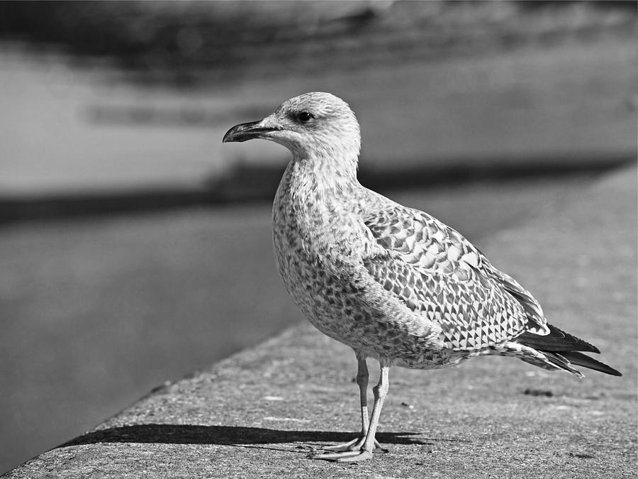 Seagull Photograph - Daydreaming in Black and White by Gill Billington