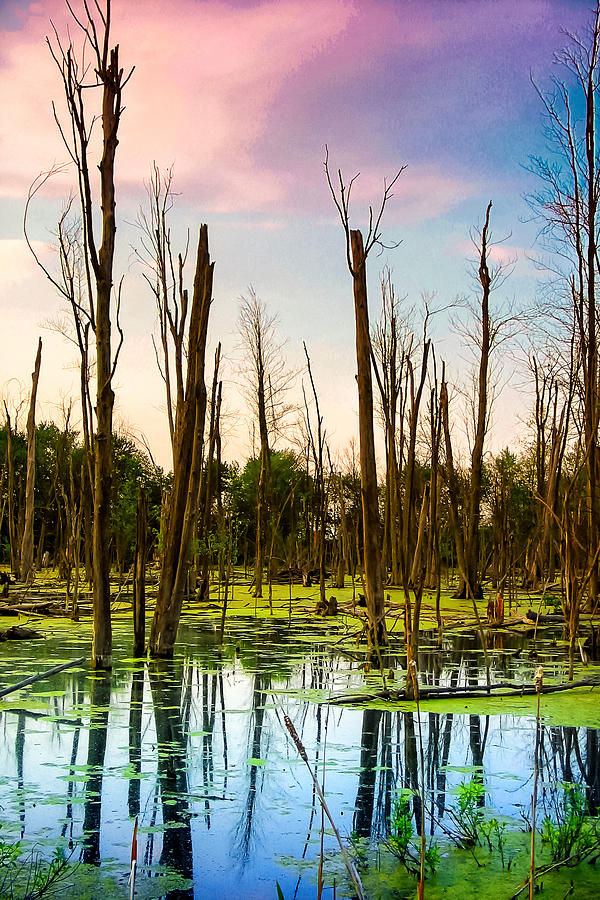 Daylight in the Swamp Photograph by Lars Lentz