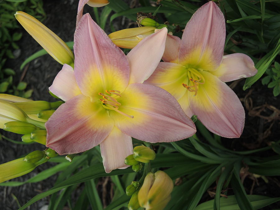 Daylilies Photograph by Chrissey Dittus