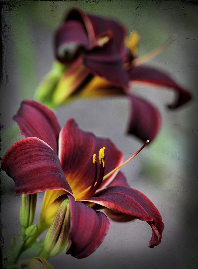 Daylilies Forever Photograph by Kathy Clark