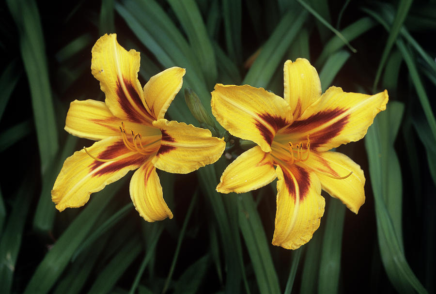 лилейник bonanza hemerocallis bonanza