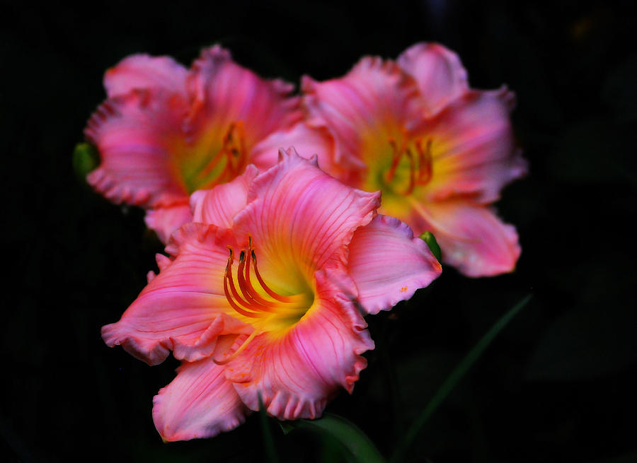 Daylilies in Pink Photograph by Melinda Dreyer