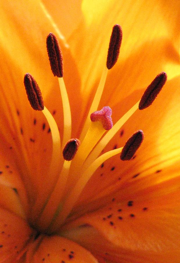 Flower Photograph - Daylilies Make The Day by Angela Davies