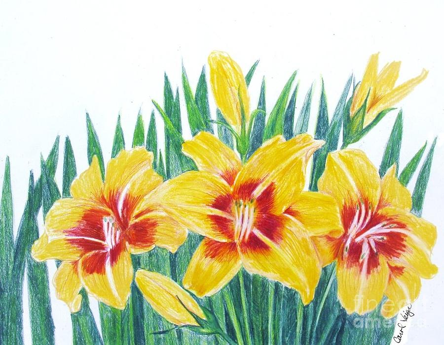 Daylilies with orange centers Drawing by Carol Veiga Pixels