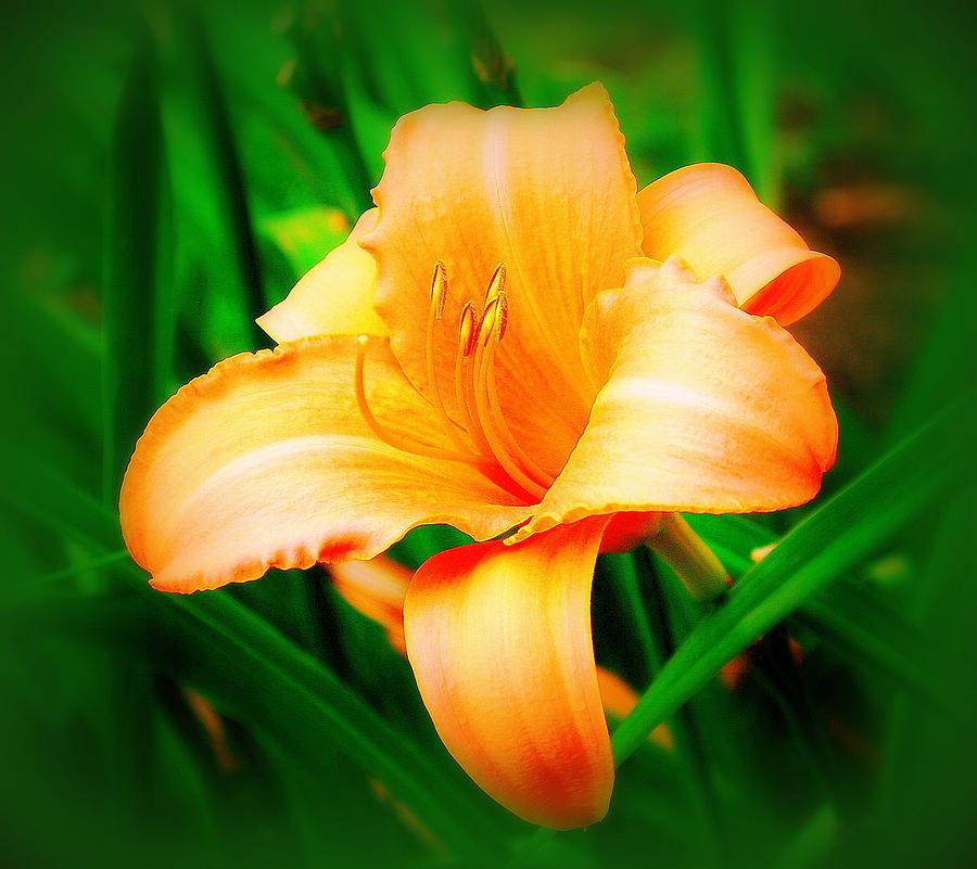 Spring Photograph - Daylilly by Mary Beth Landis