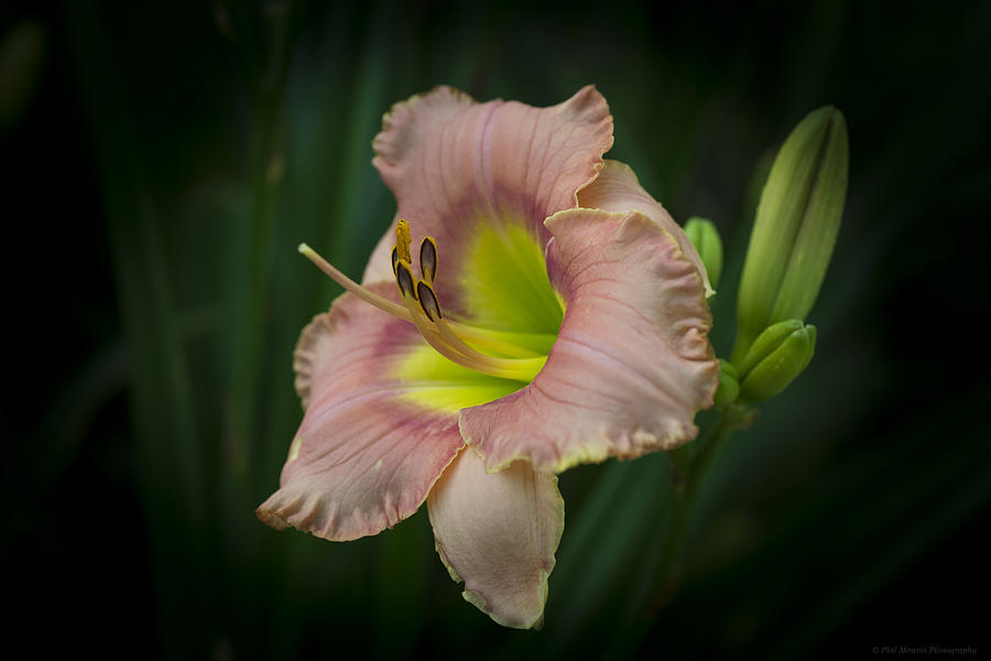 Daylily 5 Photograph by Phil Abrams