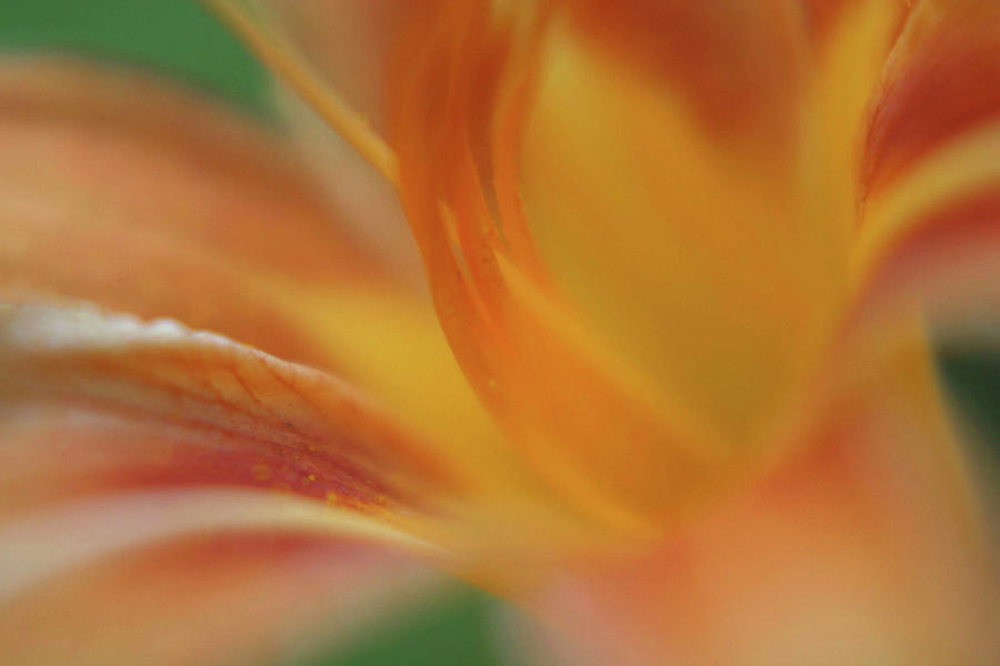 Abstract Photograph - Daylily Abstract by Anna Miller