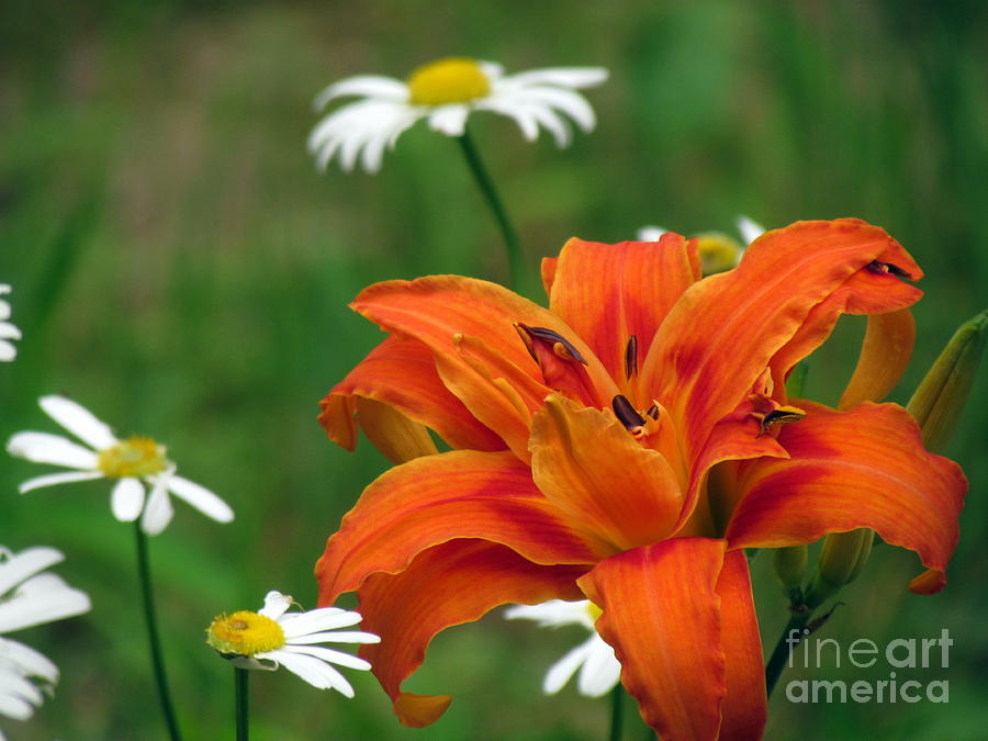 Daylily and Daisies Photograph by Lili Feinstein
