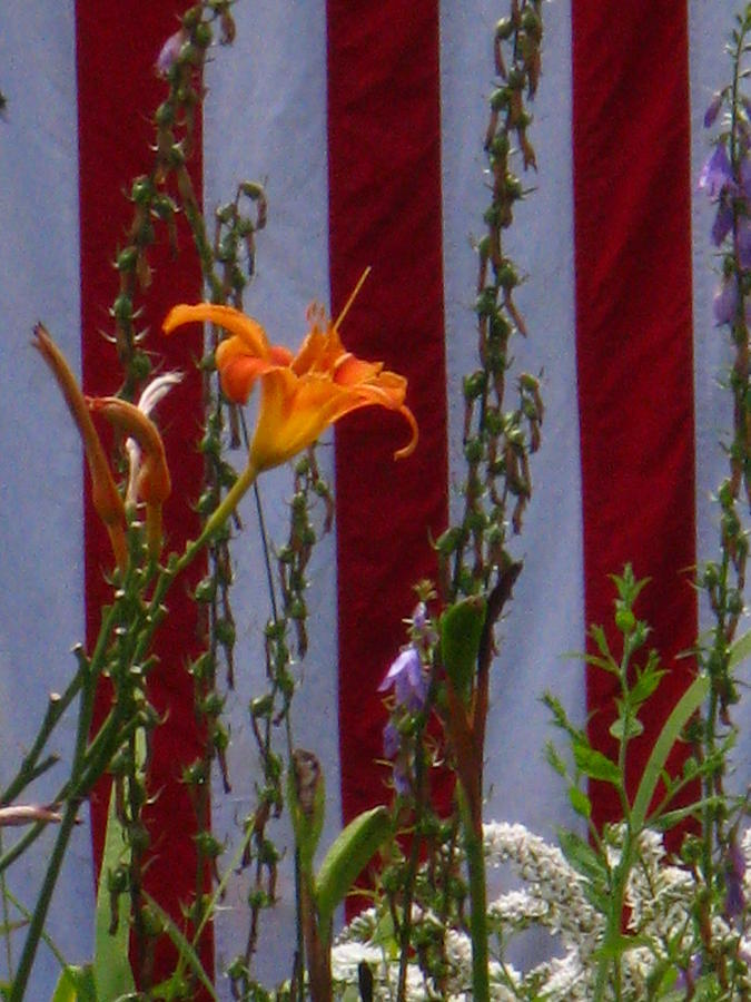 Daylily and Old Glory Photograph by Bill Tomsa