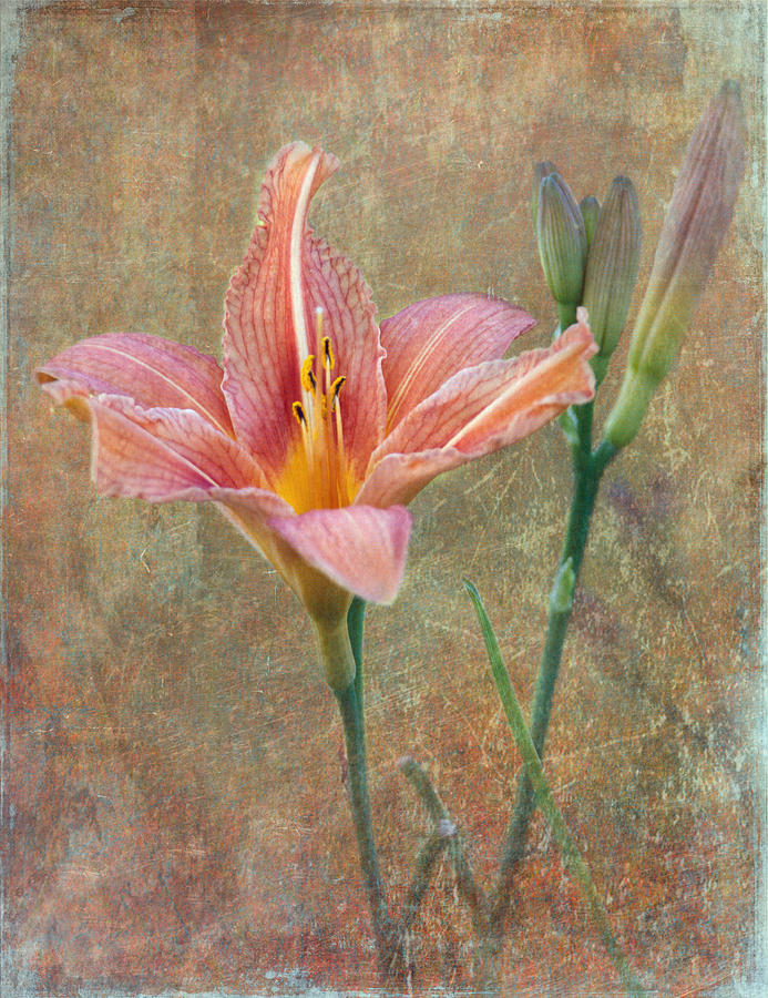 Daylily Photograph by Angie Vogel