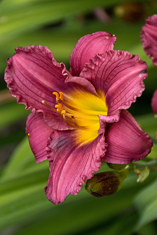 Daylily at Boerner Botanical Photograph by Theo O Connor