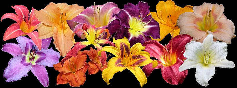Daylily Banner Photograph by MTBobbins Photography