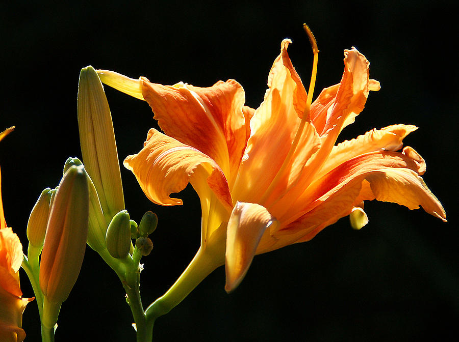 Daylily Photograph by Chauncy Holmes