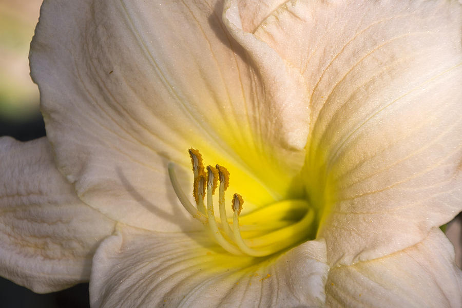 Daylily Close-up Photograph by Theo O Connor