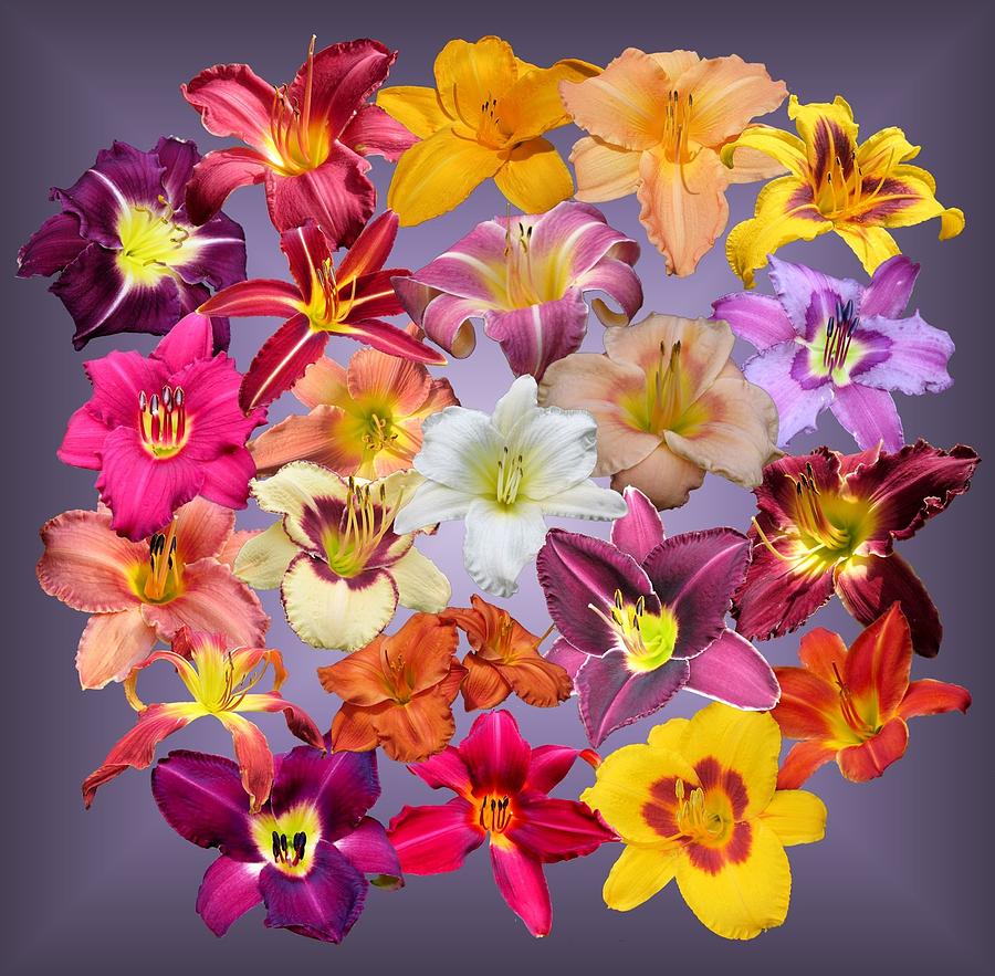 Daylily Collage on Purple Photograph by MTBobbins Photography - Fine ...