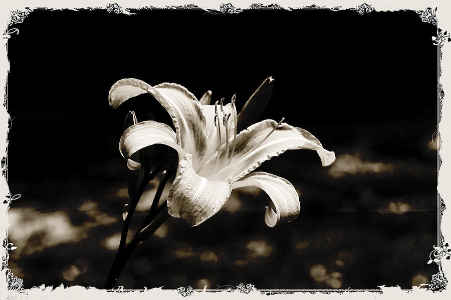 Daylily Daliance - Black and White Photograph by Carol Senske