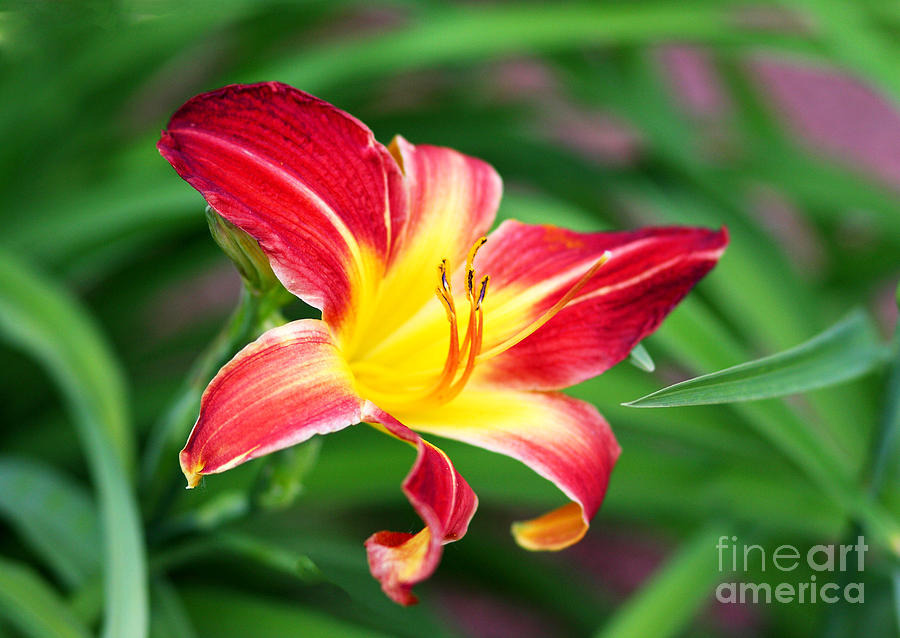 Lily Photograph - Daylily Delight  by Ruth Jolly