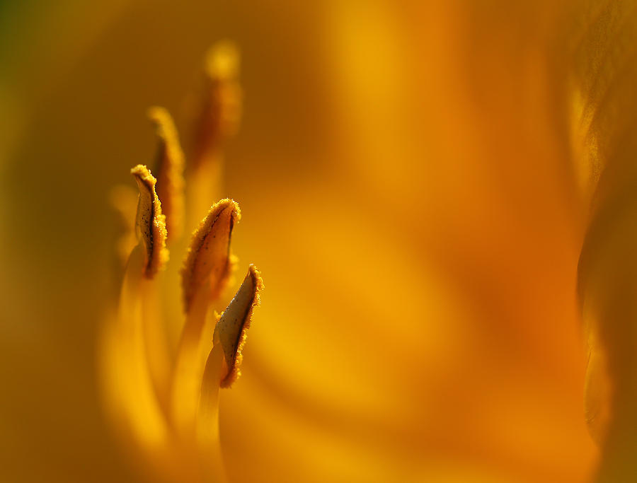 Flowers Still Life Photograph - Daylily Detail by Clare VanderVeen