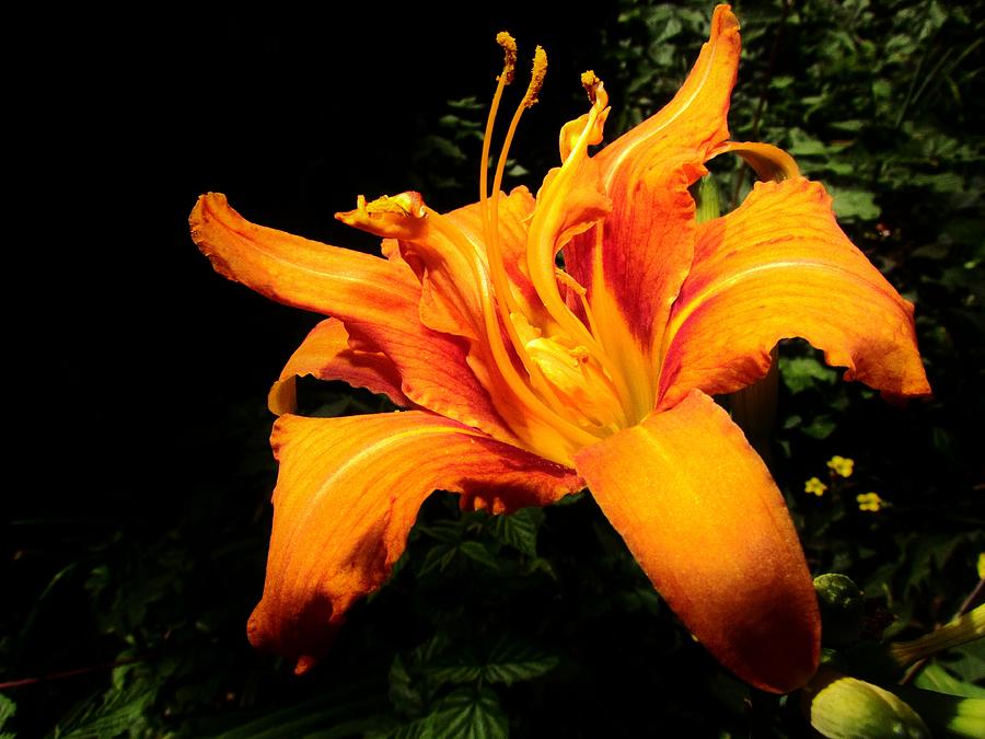 Flowers Still Life Photograph - Daylily by Eric Noa