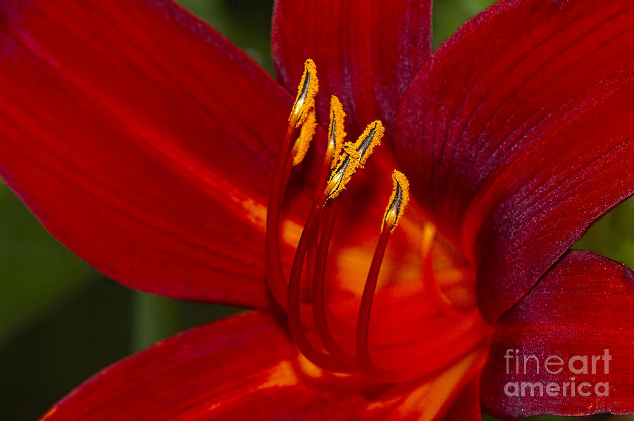 Daylily Fire Photograph by Sharon Talson