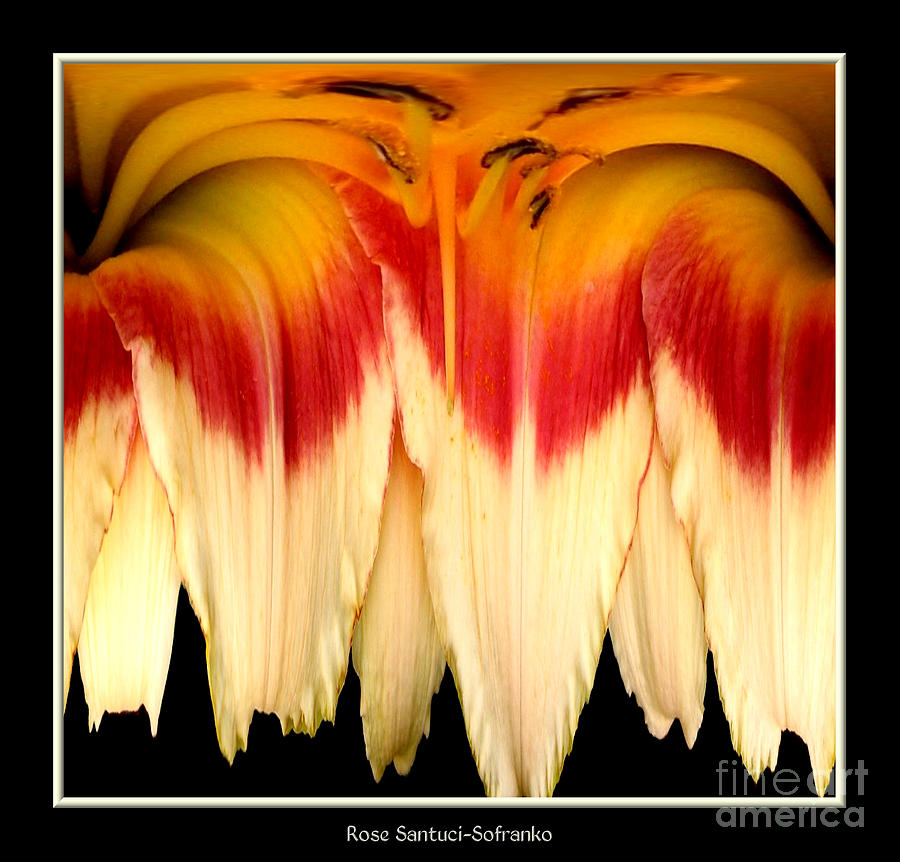 Daylily Flower Abstract 2 Photograph by Rose Santuci-Sofranko