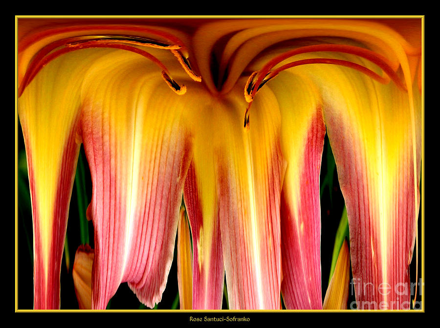 Daylily Flower Abstract 3 Photograph by Rose Santuci-Sofranko