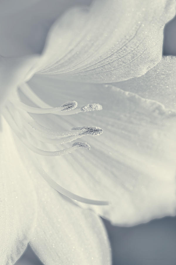 Lily Photograph - White Daylily Flower Soft Blue by Jennie Marie Schell