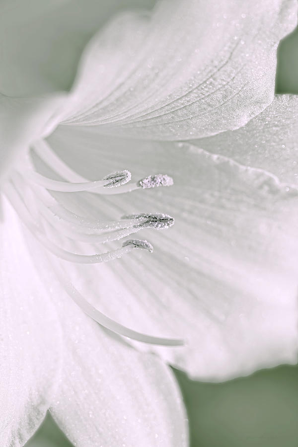 Lily Photograph - White Daylily Flower Soft Green by Jennie Marie Schell