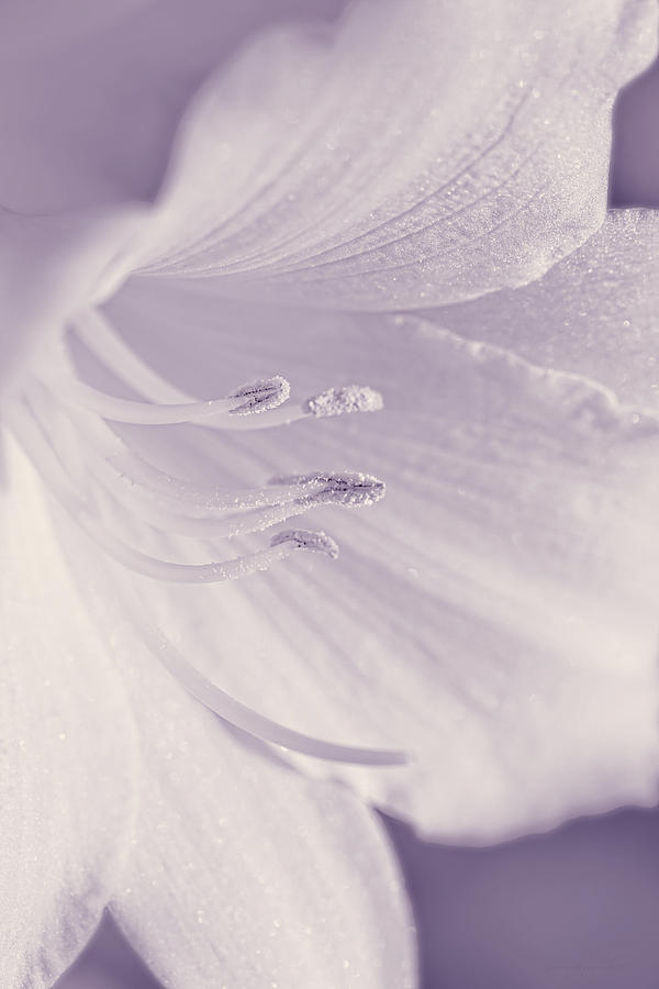 White Daylily Flower Soft Lavender Photograph by Jennie Marie Schell