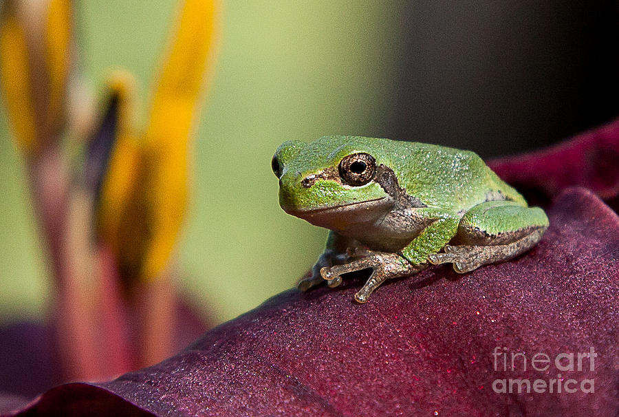 Daylily Frog Photograph by Jan Killian