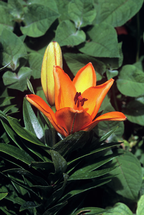 Lily Photograph - Daylily (hemerocallis orange Pixie) by Tony Wood/science Photo Library
