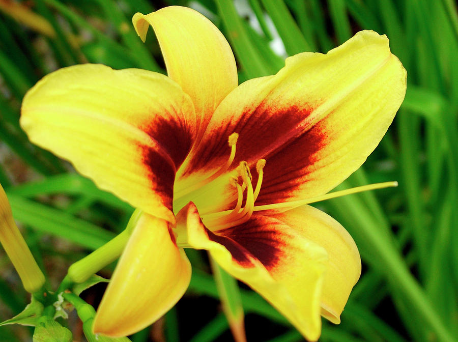 Summer Photograph - Daylily (hemerocallis wide Eyed) by Ian Gowland/science Photo Library