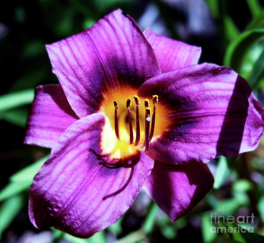 Daylily I Photograph by Patricia Griffin Brett