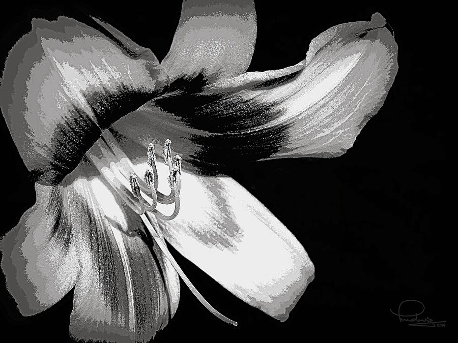 Daylily in Gray Digital Art by Ludwig Keck