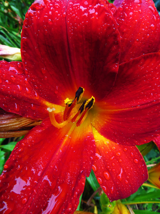 Daylily in The Rain - Fiery Red Photograph by Shawna Rowe